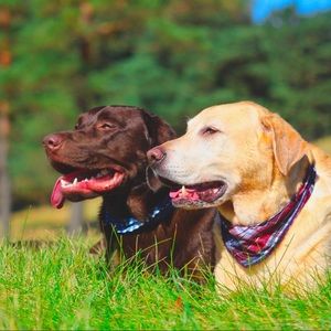 Meet your Posher, Ali